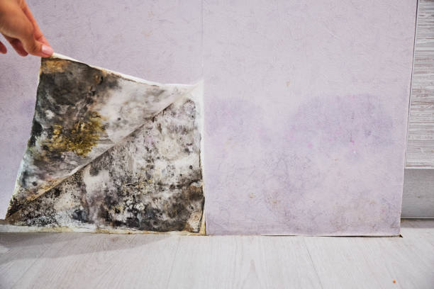 Best Black Mold Remediation in Cheviot, OH